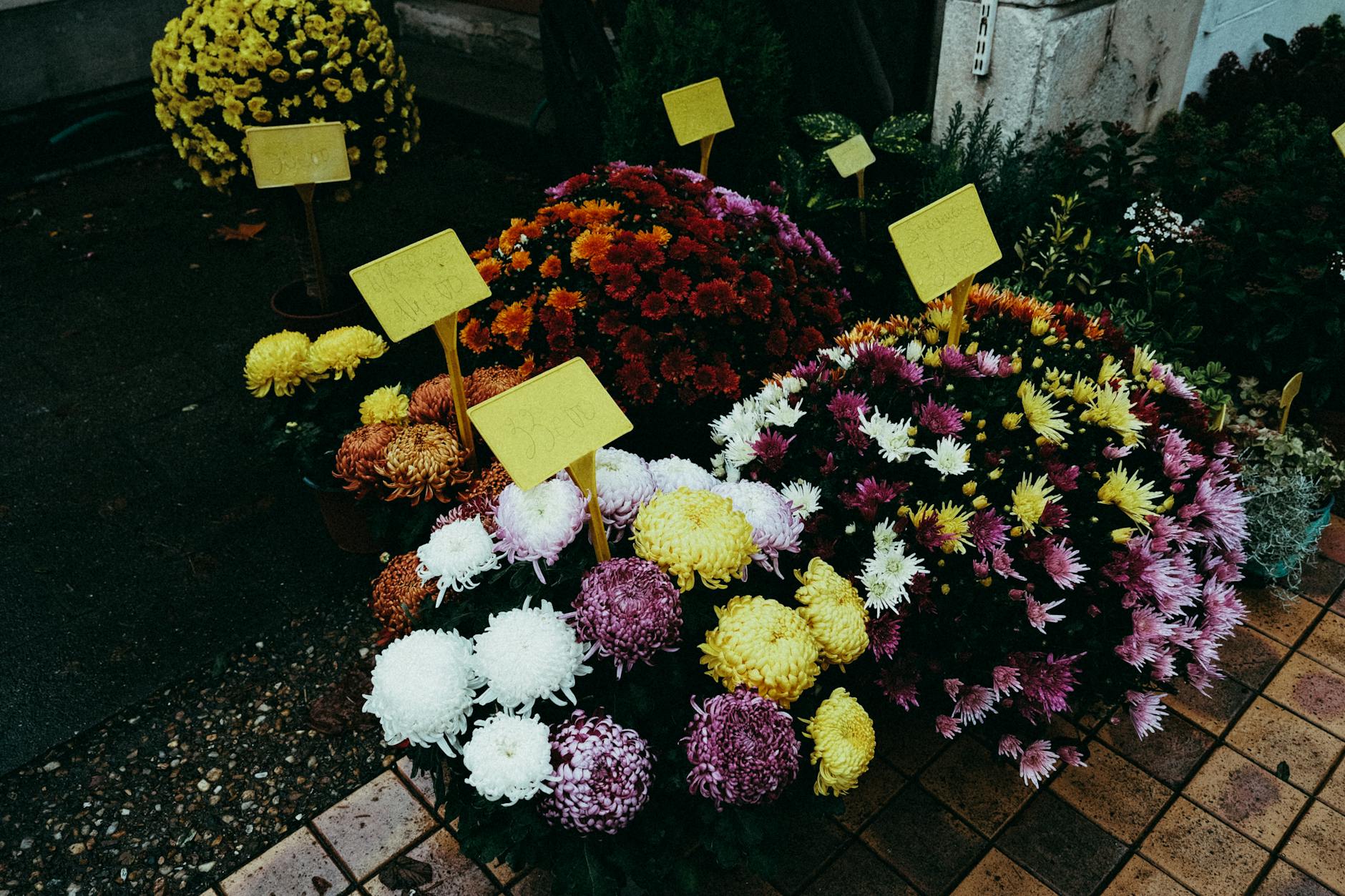 A vibrant display of chrysanthemums in various colors on an outdoor pavement.